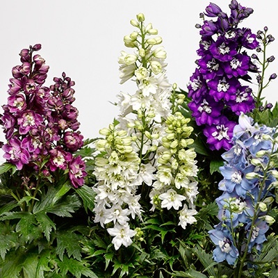 ridderspoor-delphinium-elatum-delphina-dark-blue-white-bee