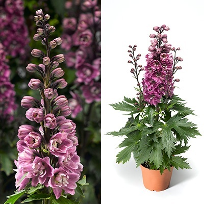 ridderspoor-delphinium-elatum-delphina-rose-white-bee