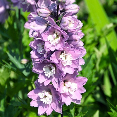 ridderspoor-delphinium-turkish-delight