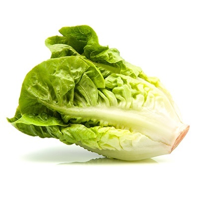 romeinse-sla--bindsla-lactuca-sativa-var-longifolia