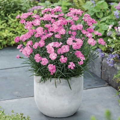 rotsanjer-dianthus-gratianopolitanus-dinetta-pink