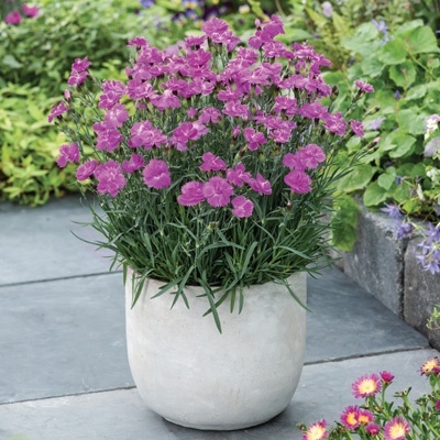 rotsanjer-dianthus-gratianopolitanus-dinetta-purple
