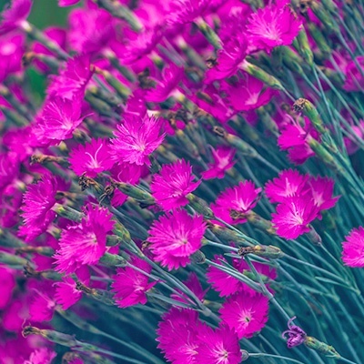 rotsanjer-dianthus-gratianopolitanus-firewitch