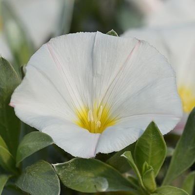 rotswinde-convolvulus-sabatius-manati-whites