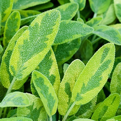 salie-geel-gepanacheerd-salvia-officinalis-aurea_112381237