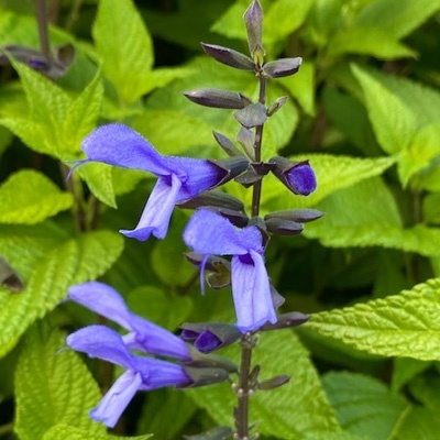 salie-saliva-rockin-sky-blue