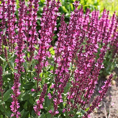 salie-salvia-edula-rose