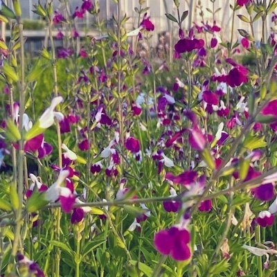 salie-salvia-microphylla-amethyst-lips