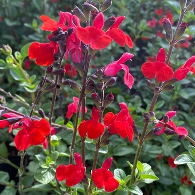 salie-salvia-microphylla-royal-bumble