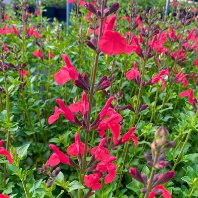 salie-salvia-microphylla-suzanne