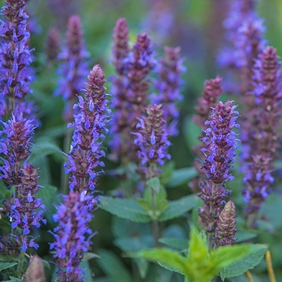 salie-salvia-nemorosa-ostfriesland