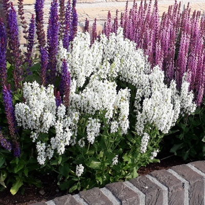 salie-salvia-nemorosa-sensation-compact-whiteflorensis