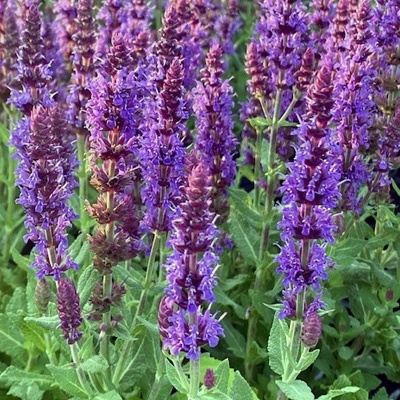 salie-salvia-nemorosa-sensation-deep-blue