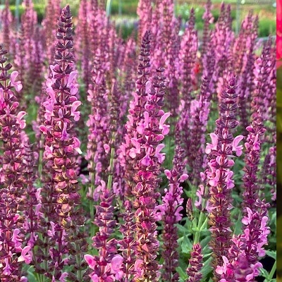 salie-salvia-nemorosa-sensation-deep-rose