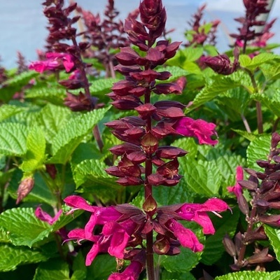 salie-salvia-rockin-fucksia