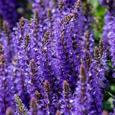 salie-salvia-supera-april-night