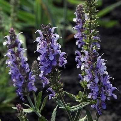salie-salvia-sylvestris-rhapsody-in-blue
