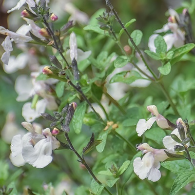 salie_salvia-microphylla-salvinio-white