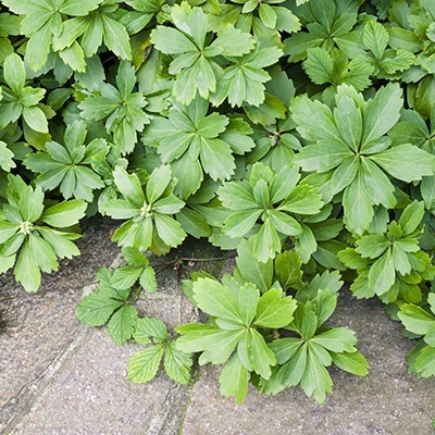 schaduwkruid_pachysandra-green-sheen