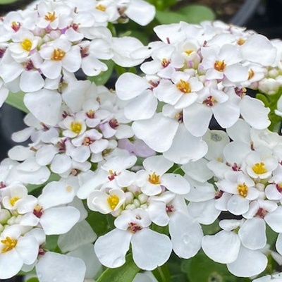 scheefkelk-iberis-sempervirens-masterpiece