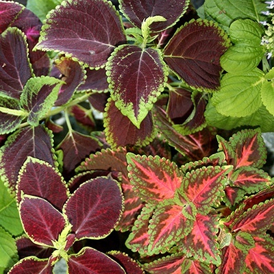 siernetel-coleus-x-blumeis