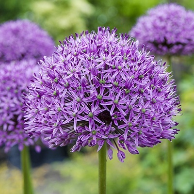 sierui_allium-aflatunense-purple-sensation
