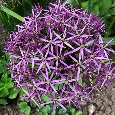 sierui_allium-christophii-albopilosumsierui