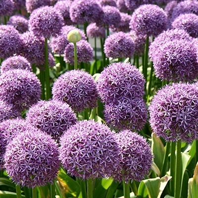 sierui_allium-giganteum
