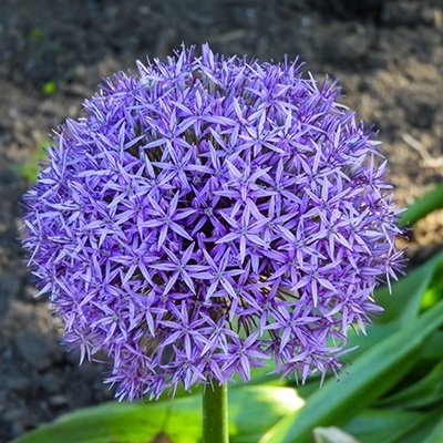 sierui_allium-hybride-globemaster