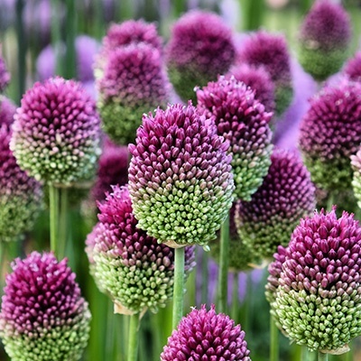 sierui_allium-sphaerocephalon