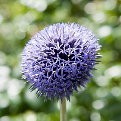 sieruit_alium-ambassador