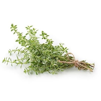 sinaasappeltijm-thymus-vulgaris-fragrantissimus