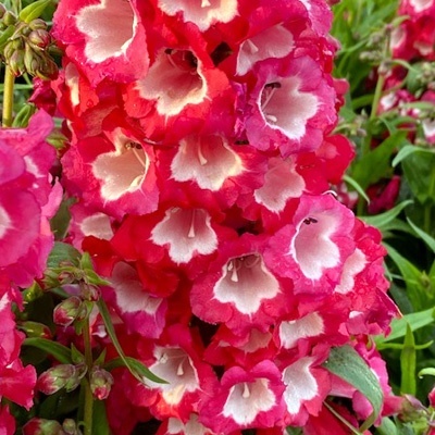 slangenkop-penstemon-hartwegii-picotee-red
