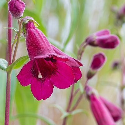 slangenkop-penstemon-rich-ruby
