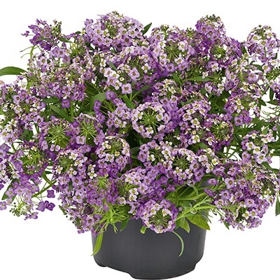 sneeuwtapijt_lobularia-maritima-stream-lavender