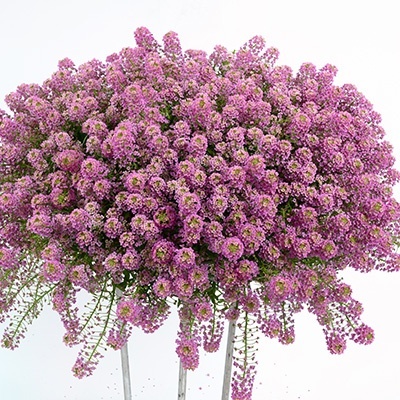 sneeuwtapijt_lobularia-maritima-stream-raspberry