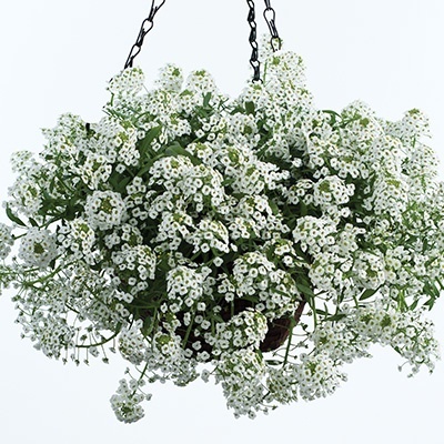 sneeuwtapijt_lobularia-maritima-stream-white