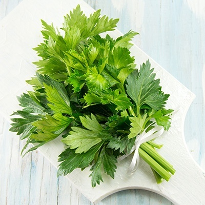 snijselder-apium-graveolens