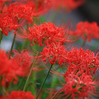 spinlelie-lycoris-radiata-var-pumila-red-china