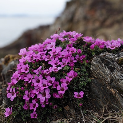 steenbreek-saxifraga-oppositifolia