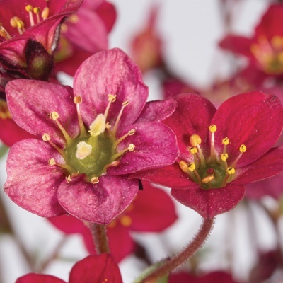 steenbreek_saxifraga-x-arendsii-saxony-red