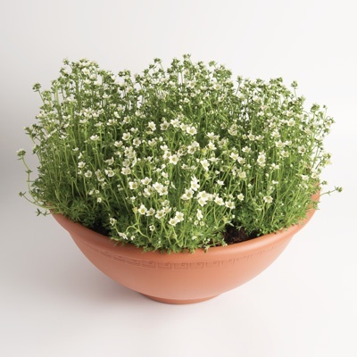 steenbreek_saxifraga-x-arendsii-saxony-white