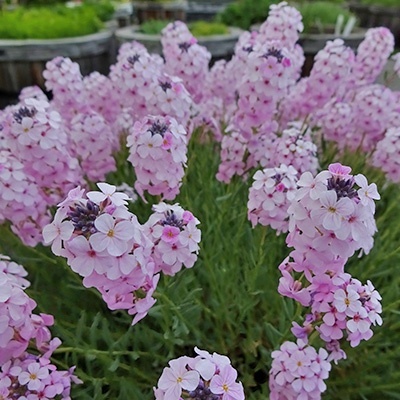 steenkers-aethionema-armenum-warley-rose