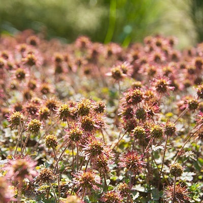 stekelnootje-acaena-microphylla-kupferteppich