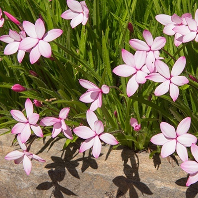 sterretjesgras-1-rhodohypoxis