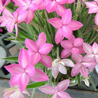 sterretjesgras-5-rhodohypoxis