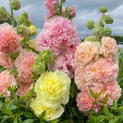 stokroos-alcea-rosea-chater-s-double-mix