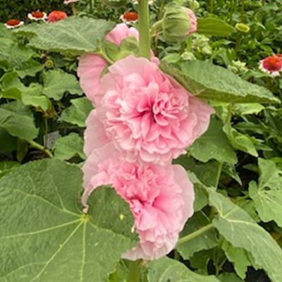 stokroos-alcea-rosea-chater-s-double-pink