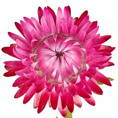 strobloem-helichrysum-bracteatum-nevada-roses