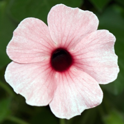 suzanne-met-de-mooie-ogen-thunbergia-alata-sunny-susy-rose-sensationhenk